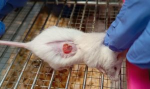 Tim UMM Kembangkan Obat Nanopartikel Bantu Atasi Diabetes