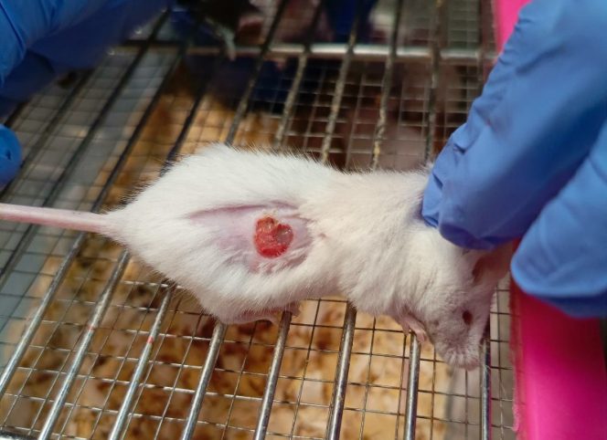 
					Tim UMM Kembangkan Obat Nanopartikel Bantu Atasi Diabetes