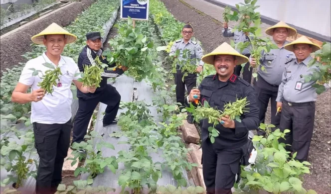 
					Wujudkan Ketahanan Pangan, Ditjenpas Jatim Panen Kedelai Edamame di Lapas Lowokwaru