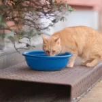 Mitos atau Fakta: Kucing Tidak Suka Minum? Ini Fakta Penting yang Wajib Diketahui Pemilik Kucing