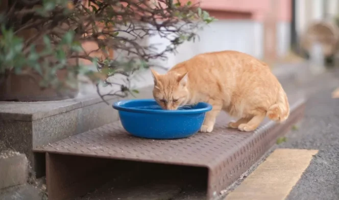 
					Ilustrasi kucing. (Dok Reasense)