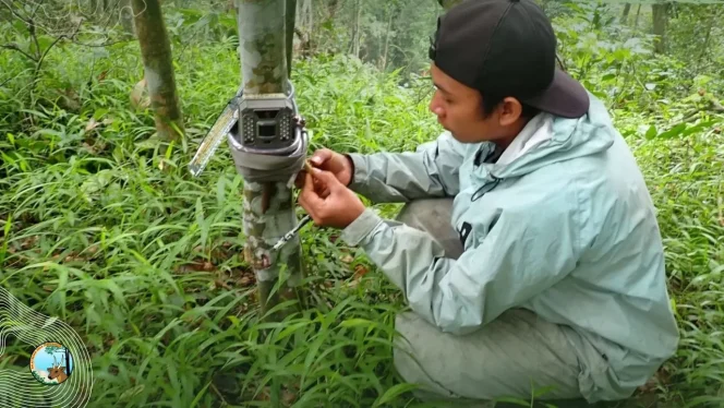
					Seorang anggota tim ekspedisi memasang kamera trap di batang pohon dalam hutan kawasan Raung-Ijen, Banyuwangi, untuk merekam aktivitas satwa liar sebagai bagian dari upaya konservasi dan pemantauan keanekaragaman hayati. (Foto: BBKSDA Jatim/SINTAS Indonesia)

