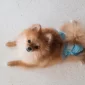 Tak Perlu Panik, Ini Cara Jaga Rumah Tetap Kinclong Saat Anjing Kesayangan Mengalami Menstruasi