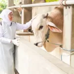 Stok Hewan Kurban di Jatim Aman dan Melimpah, Gubernur Pastikan Siap Suplai ke Daerah Lain