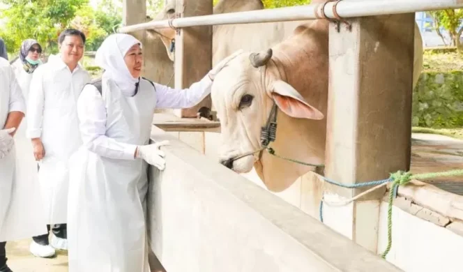 
					Stok Hewan Kurban di Jatim Aman dan Melimpah, Gubernur Pastikan Siap Suplai ke Daerah Lain