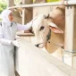 Stok Hewan Kurban di Jatim Aman dan Melimpah, Gubernur Pastikan Siap Suplai ke Daerah Lain