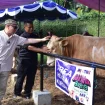 Sebelum dikurbankan, M. Feriadi Soeprapto melakukan pengecekan hewan kurban secara langsung di Yatuna. (Ist)