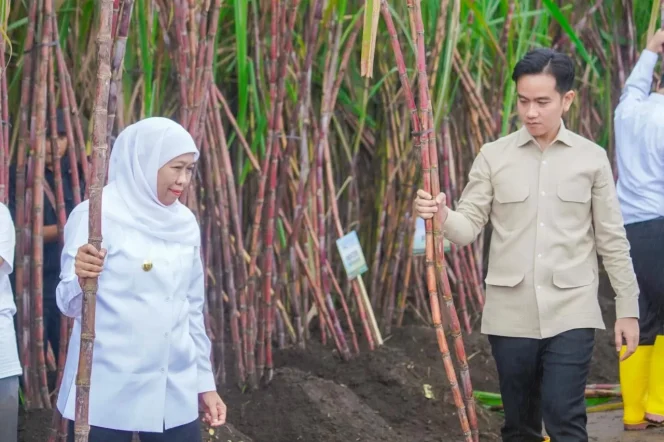 
					Saatnya Jawa Timur Jadi Motor Swasembada Gula, Khofifah dan Gibran Panen-Tanam Tebu di Banyuwangi