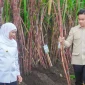 Saatnya Jawa Timur Jadi Motor Swasembada Gula, Khofifah dan Gibran Panen-Tanam Tebu di Banyuwangi