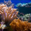 Terumbu Karang Seluas 10 Hektare di Pasir Putih Situbondo Rusak, Diduga Akibat Limbah Kaporit