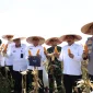 Panen Raya ImiPas: Dari Dokumen Menuju Jagung 45 Ton, Imigrasi Malang Turut Dukung Ketahanan Pangan Nasional