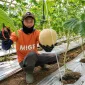 Dari Buruh Tani Menuju Petani Mandiri, Program Zakat Produktif YBM BRILiaN Hasilkan Omzet Hampir Rp93 Juta