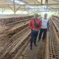 Pulang dari Malaysia, Edi Bangun Peternakan Ayam Petelur, KUR BRI Tulungagung Bantu Usahanya Berkembang