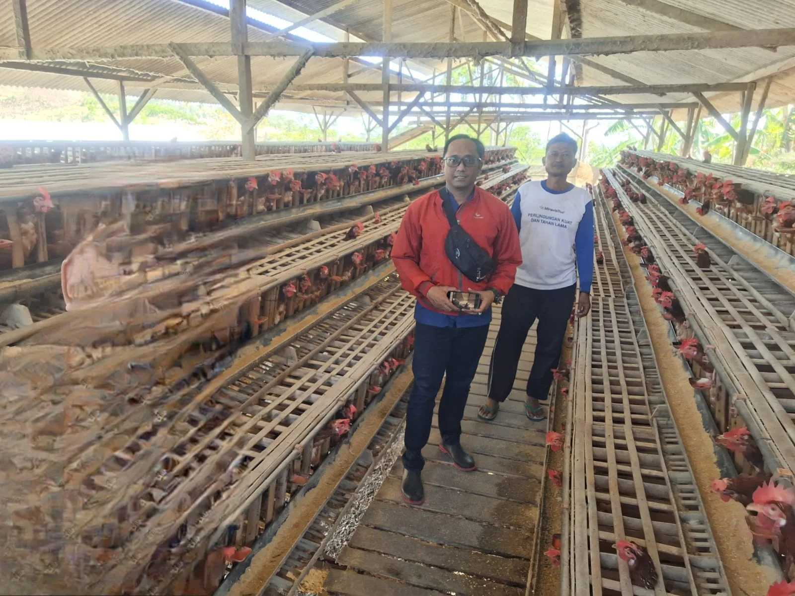 Pulang dari Malaysia, Edi Bangun Peternakan Ayam Petelur, KUR BRI Tulungagung Bantu Usahanya Berkembang